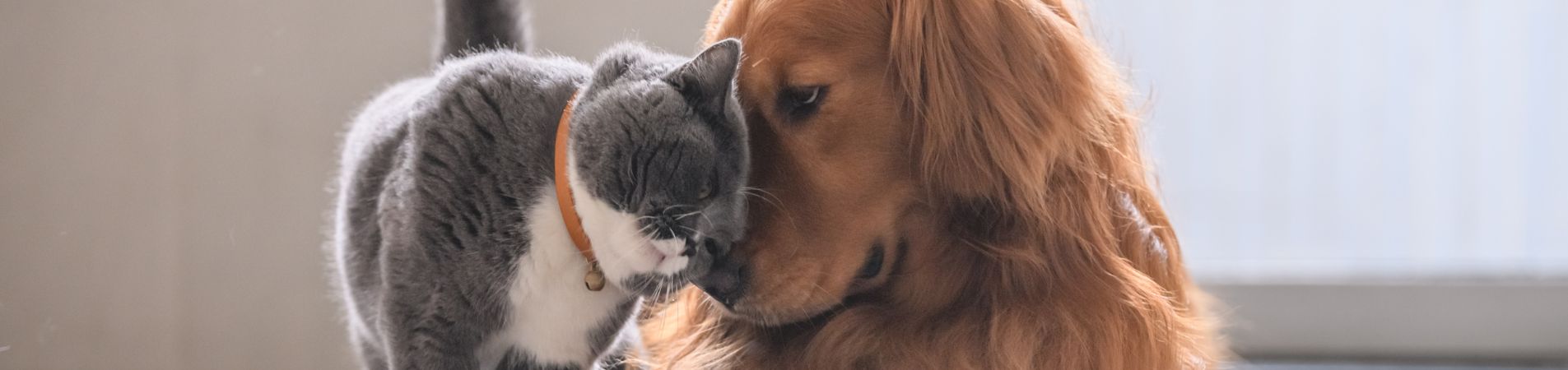 Chat et chien détendus