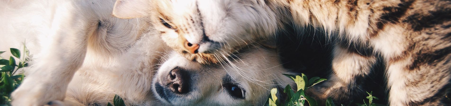 Chien et chat allongés sur l'herbe