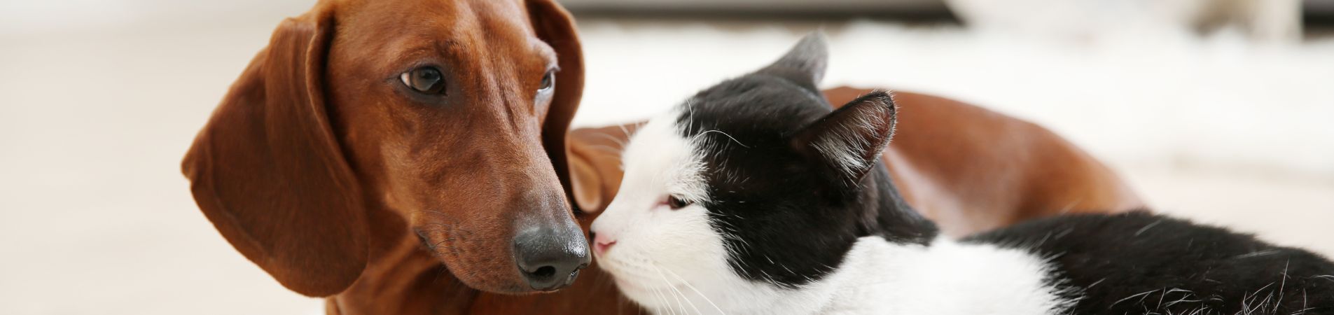 chien et chat qui se touchent le museau