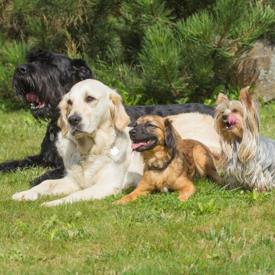 Différents chiens allongés dans l'herbe