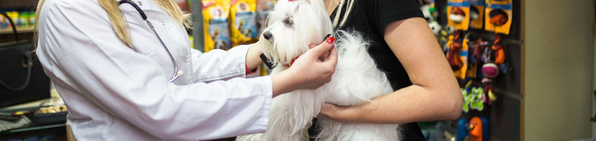 Vétérinaire avec un chien et sa propriétaire