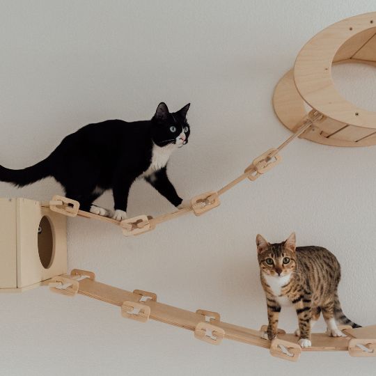 Deux chats sur une structure murale