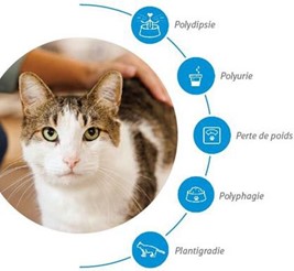 Les symptômes du diabète chez le chat