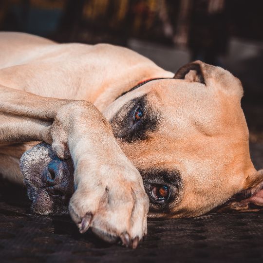 Chien allongé avec sa patte sur sa tête