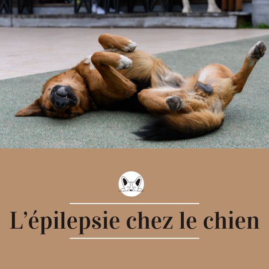 Chien allongé sur le dos avec titre "L'épilepsie chez le chien"