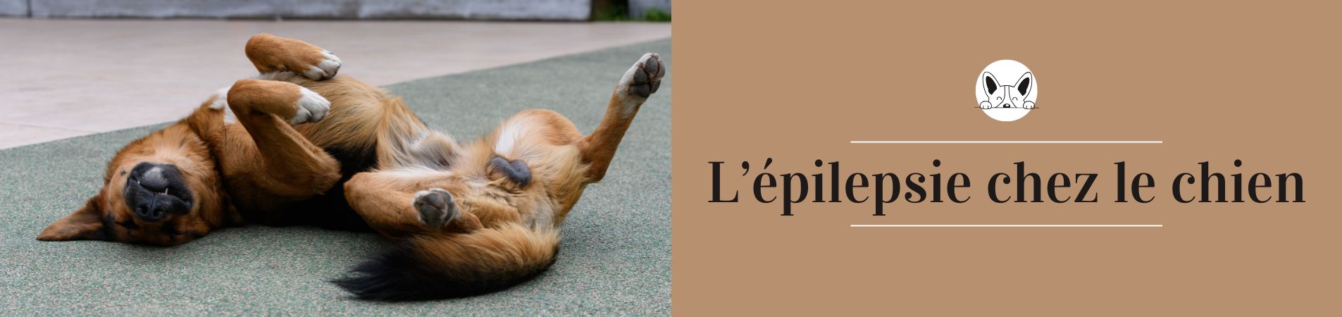 Chien allongé sur le dos avec titre "L'épilepsie chez le chien"