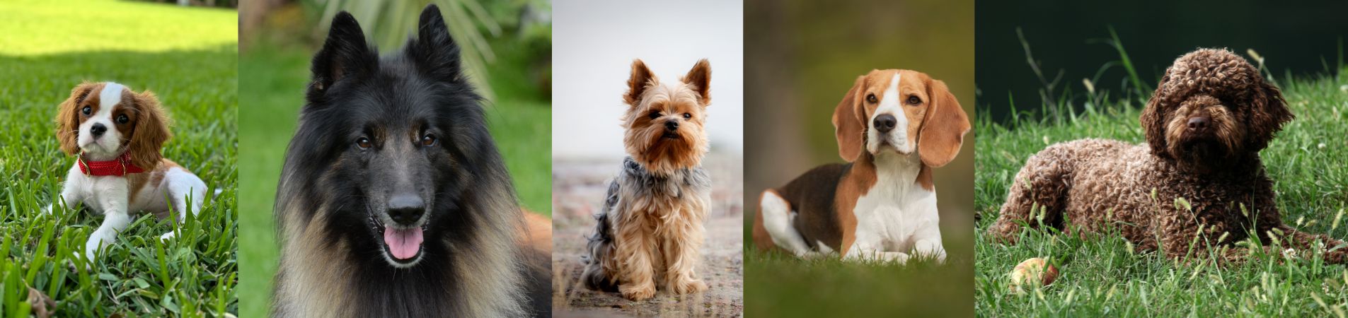 Un Cavalier King Charles, un Berger Belge, un Yorkshire, un Beagle et un Lagotto Romagnolo