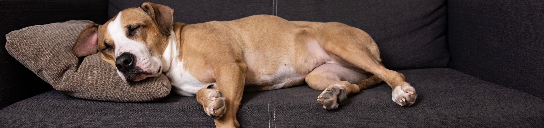 Chien allongé sur un canapé