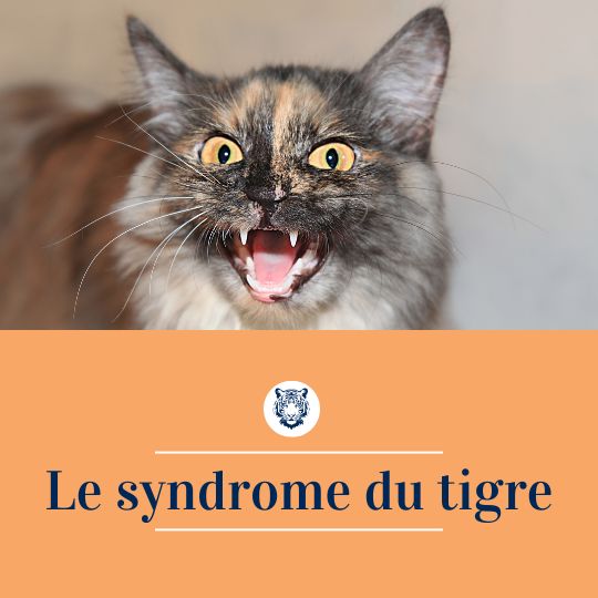 Chat qui feule avec titre "Le syndrome du tigre"