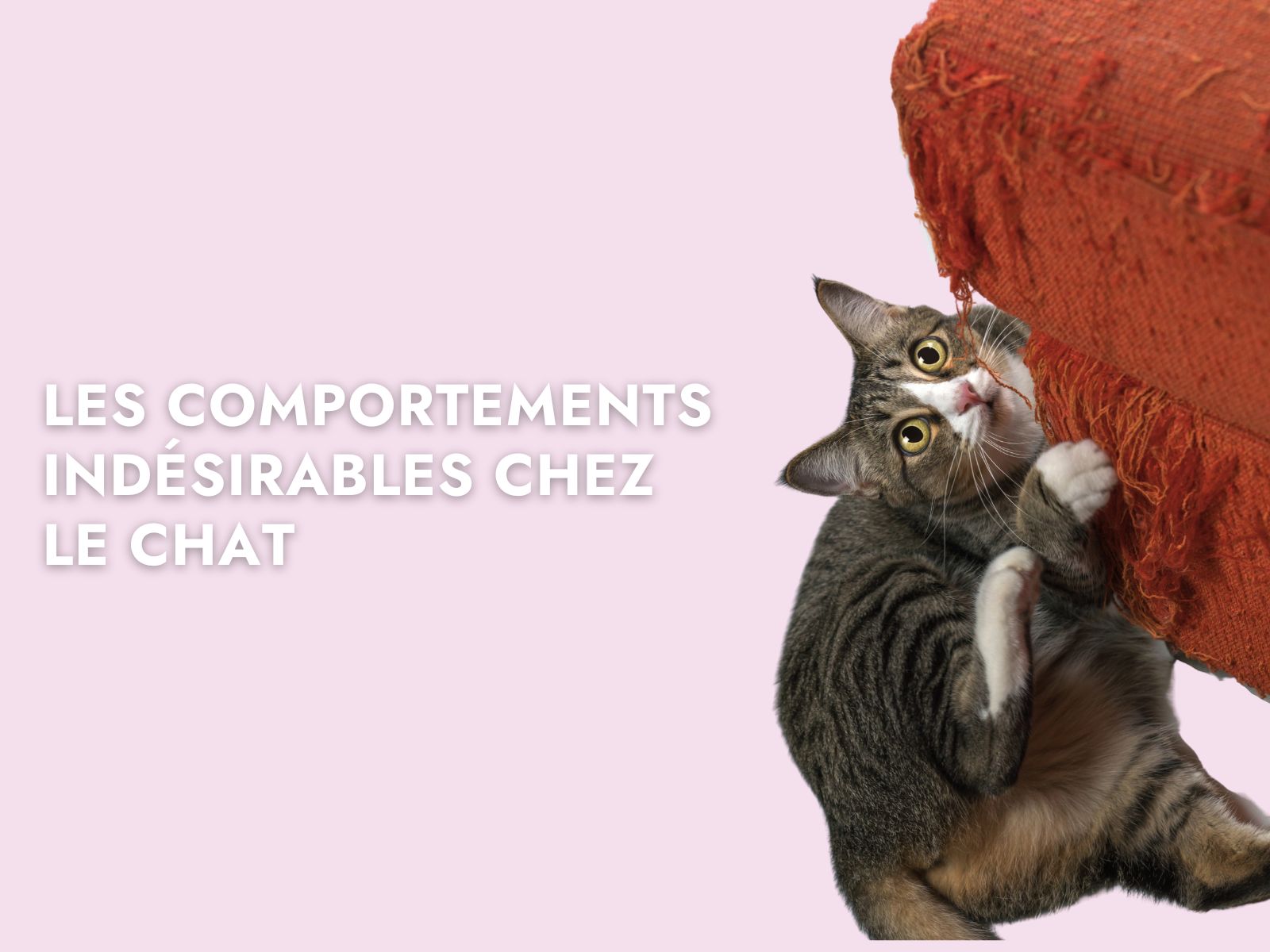 Chat qui griffe le canapé avec titre "Les comportements indésirables chez le chat"