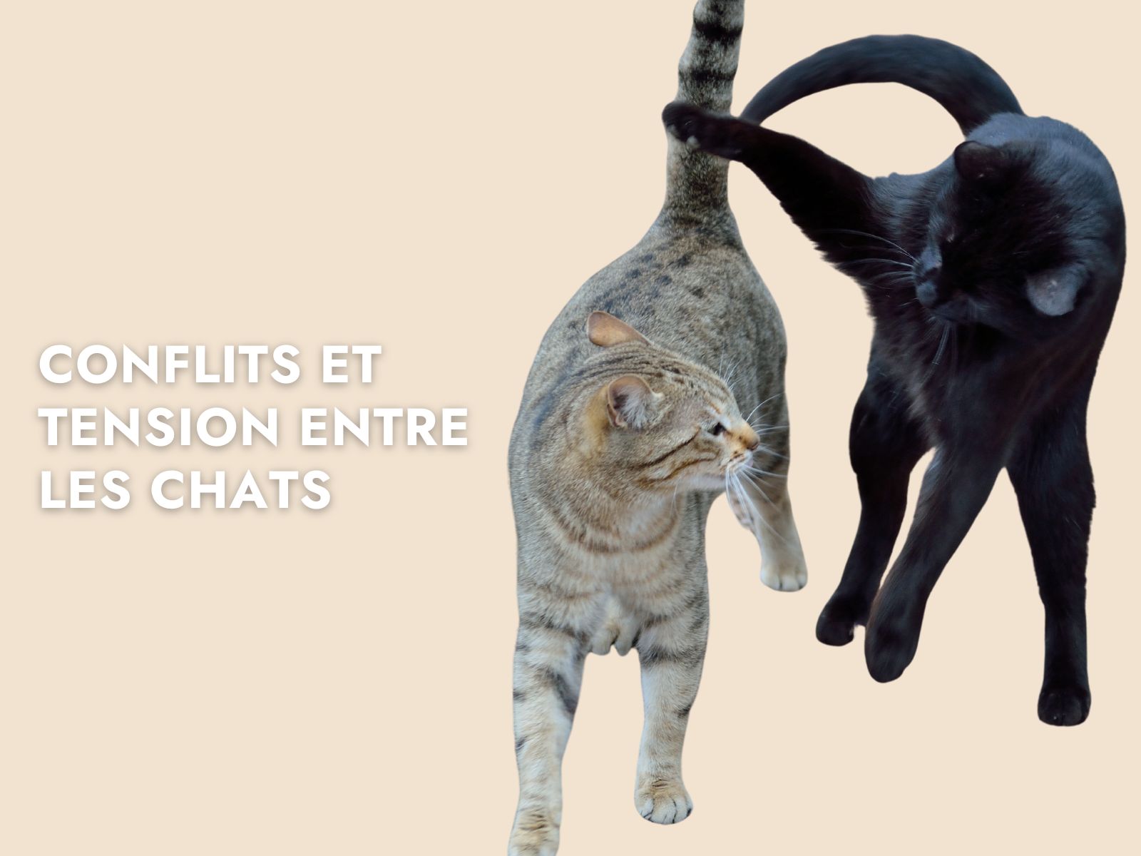 Deux chats qui se battent avec titre "Conflits et tensions entre les chats"