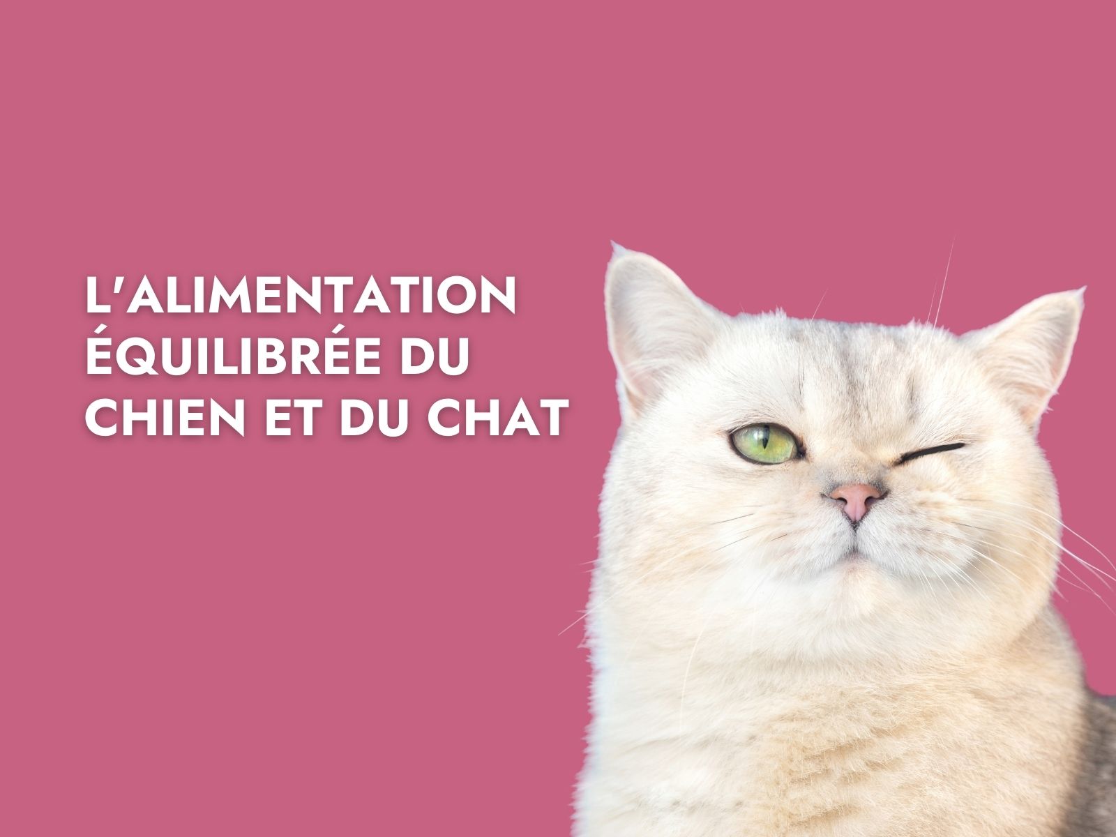 Chat blanc avec titre " L'alimentation équilibrée du chien et du chat"