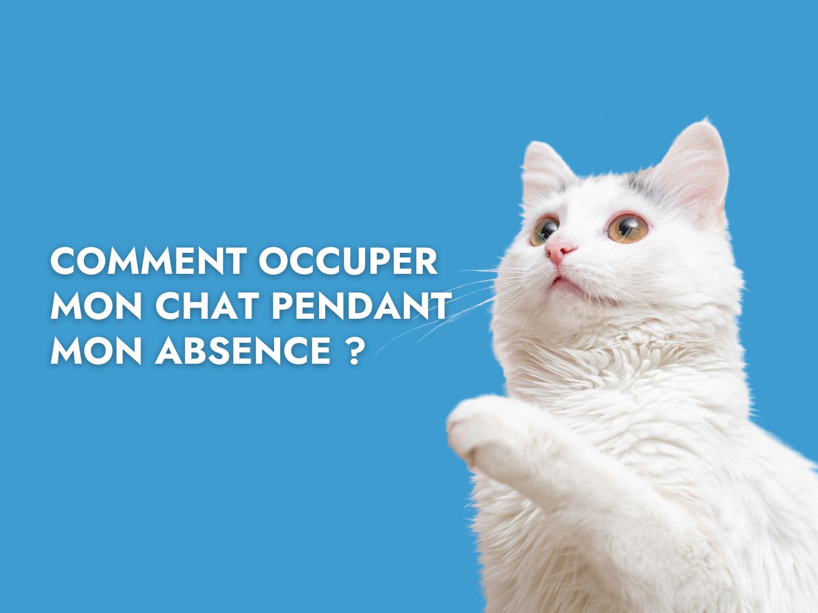 Chat blanc avec titre "Comment occuper mon chat pendant mon absence ?"