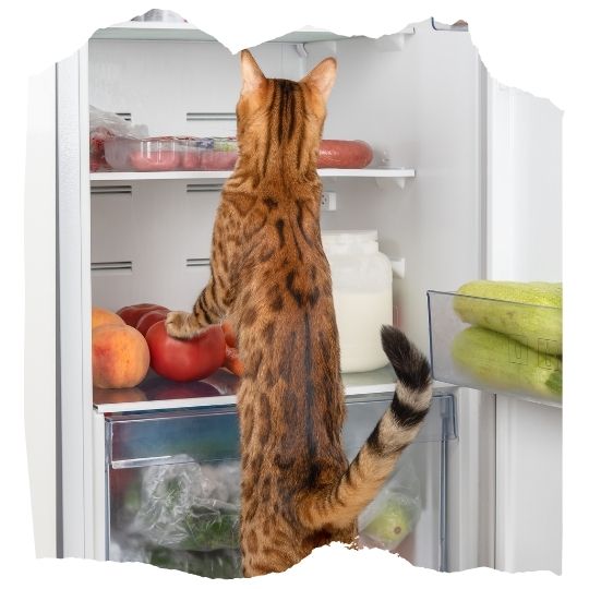 Chat qui regarde dans un frigo