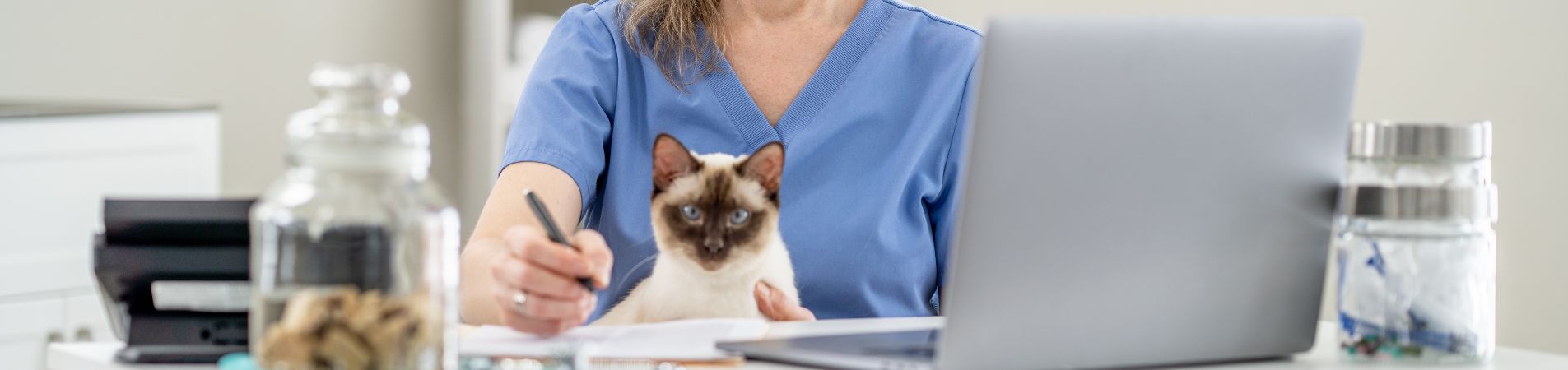 Chat assis sur les genoux d'un vétérinaire