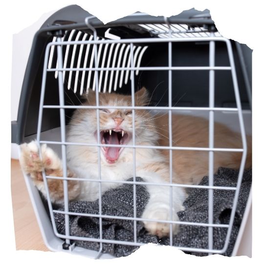 Chat agressif dans une cage de transport