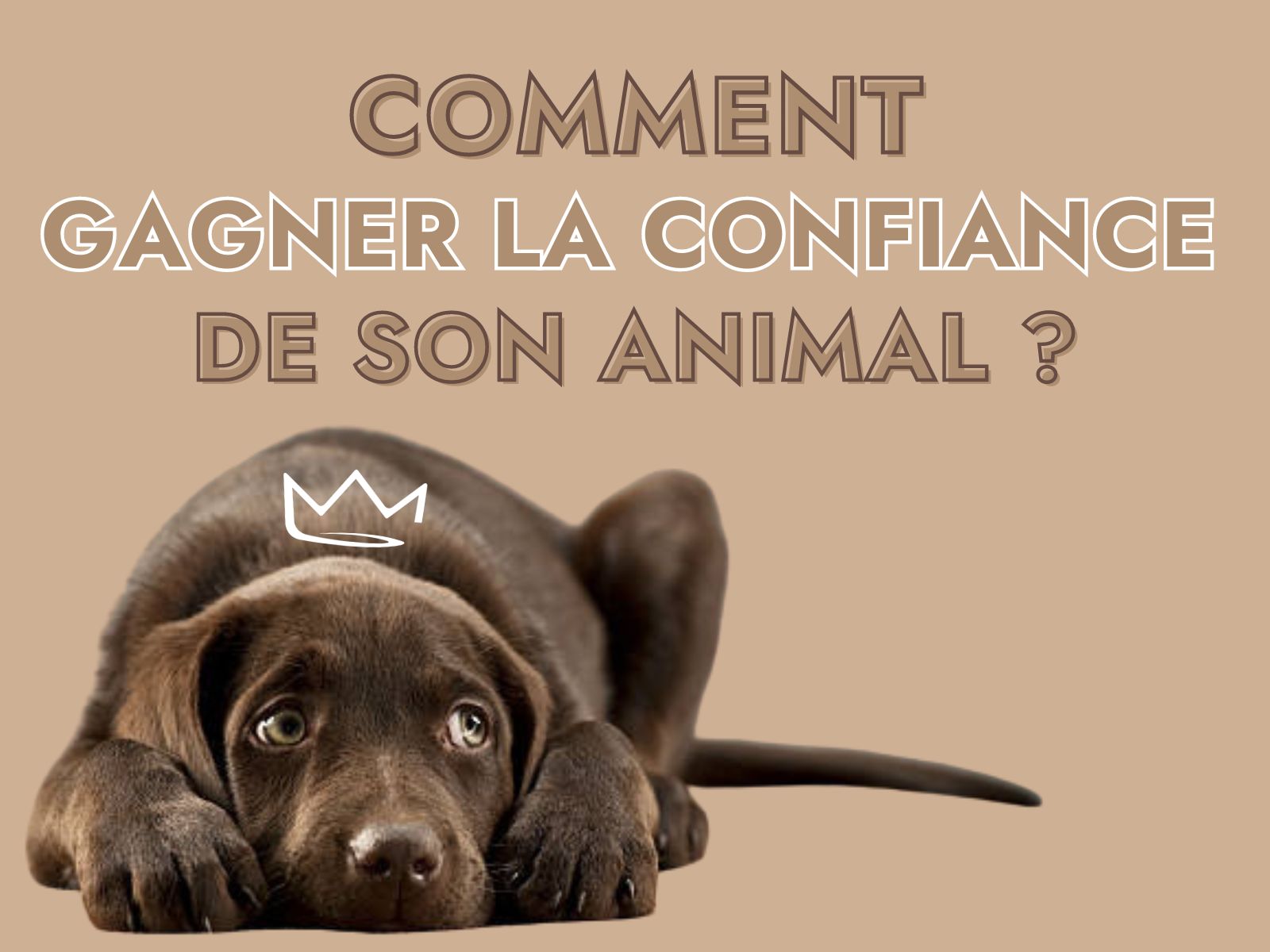 Chien allongé avec titre " Comment gagner la confiance de son animal ?"