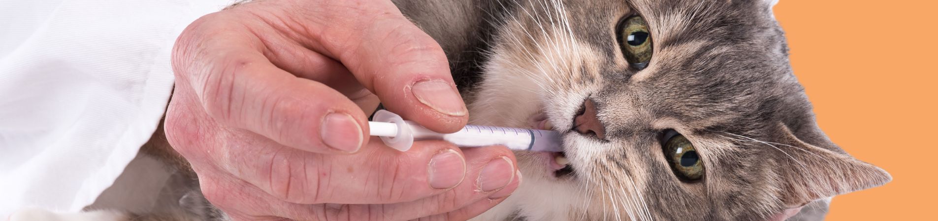 Chat avec une pipette dans la gueule