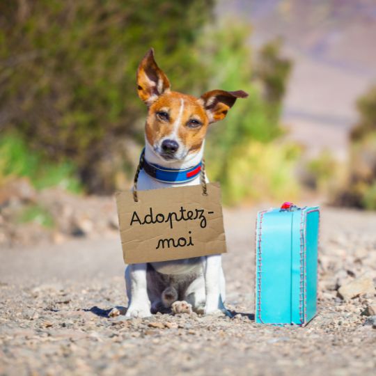 Chien avec une valise et une pancarte "Adoptez-moi"