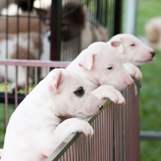 Chiots dans une exposition-vente