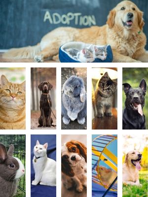 Plusieurs photos d'animaux : chats, chiens , lapins, souris