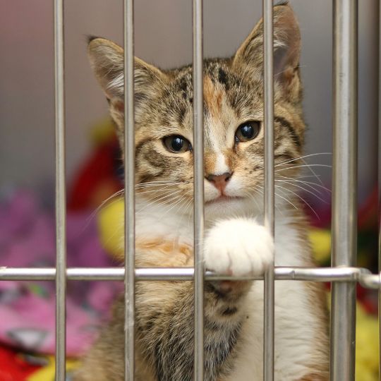 Chat dans une cage