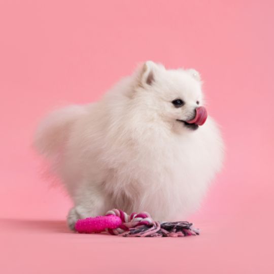 Spitz blanc avec jouet sur fond rose