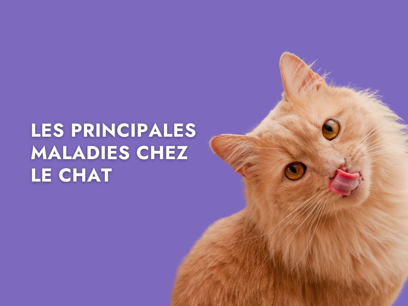 Les principales maladies chez le chat