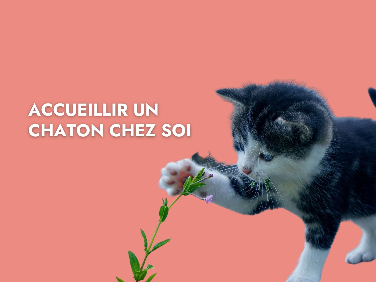 Accueillir un chaton chez soi