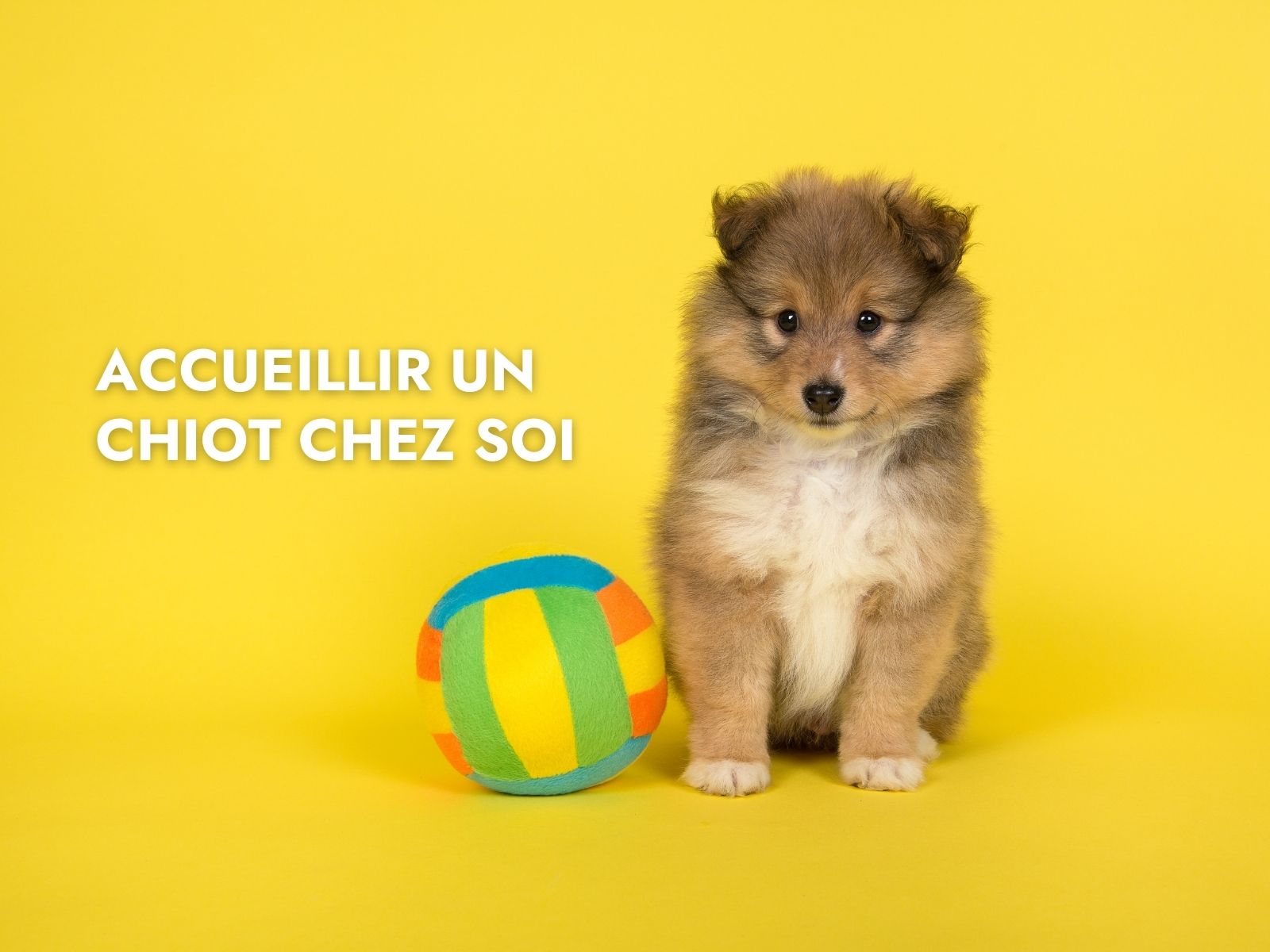 Accueillir un chiot chez soi