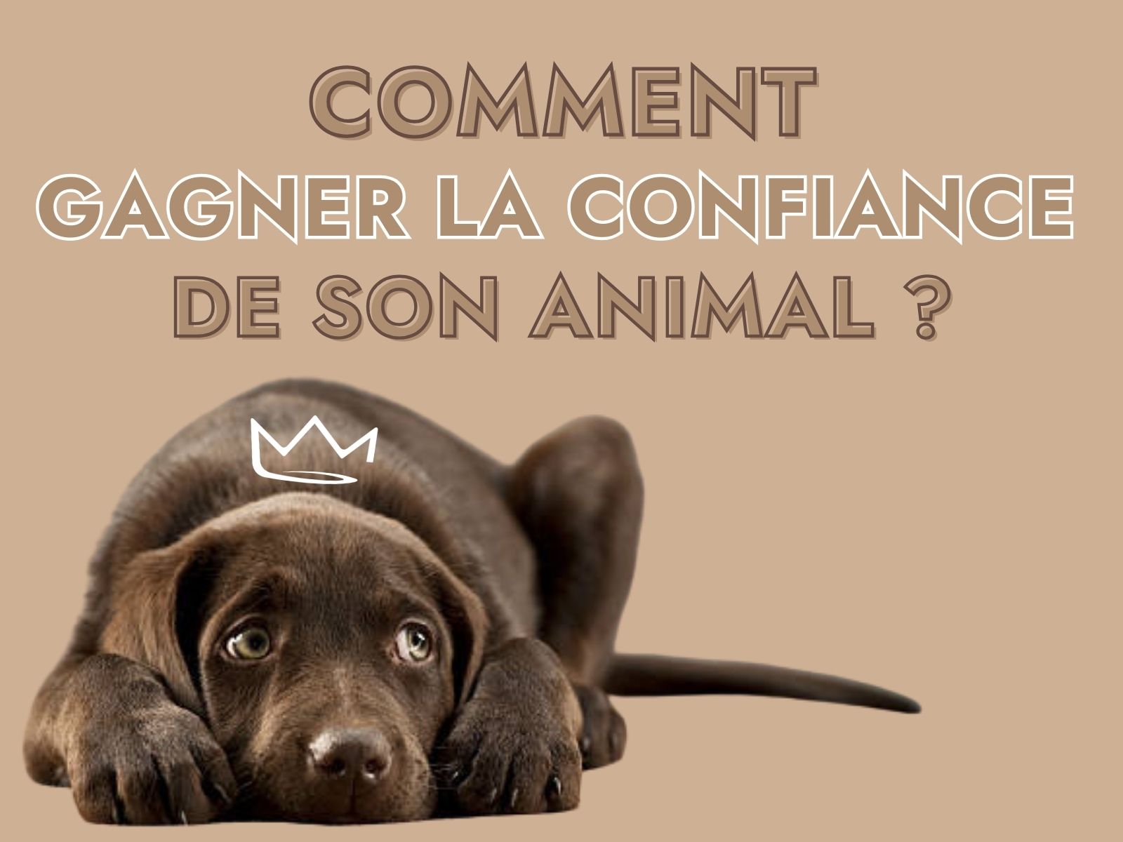 Comment gagner la confiance de son animal ?