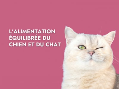 L'alimentaion équilibrée du chien et du chat