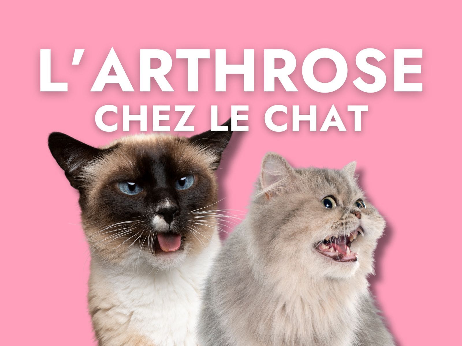 L'arthrose chez le chat