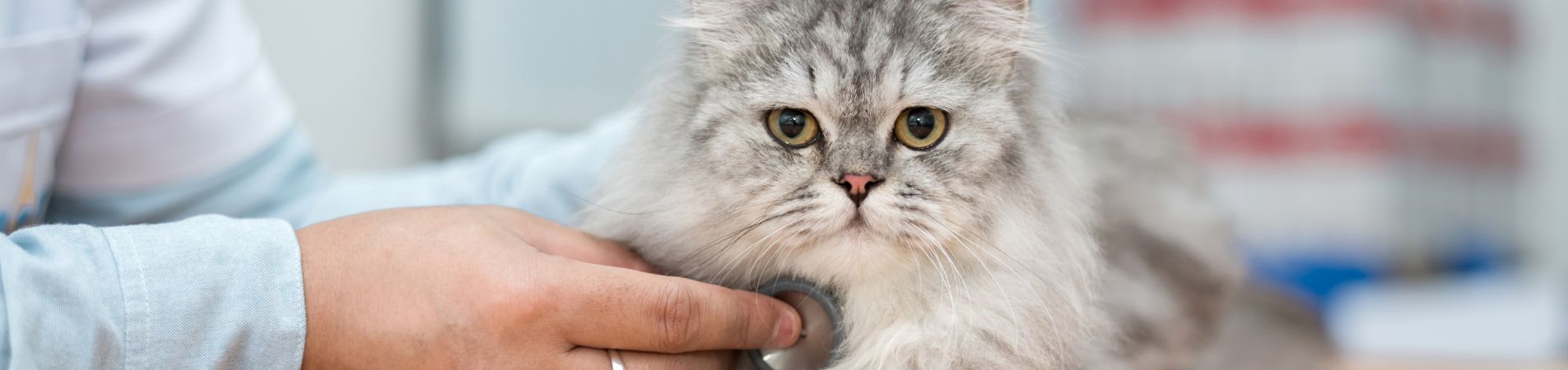 Un chat chez le vétérinaire