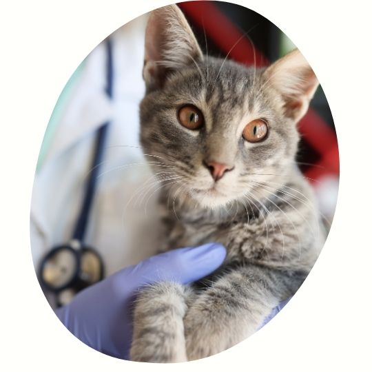 Un chat dans les bras d'un veterinaire