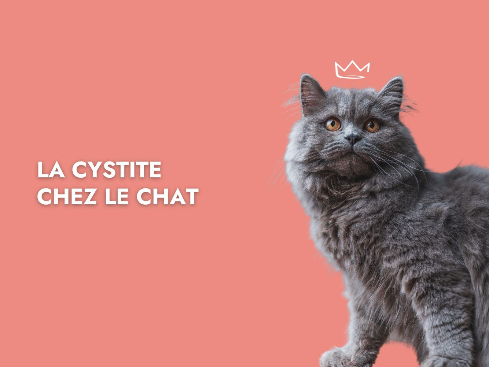 La cystite chez le chat