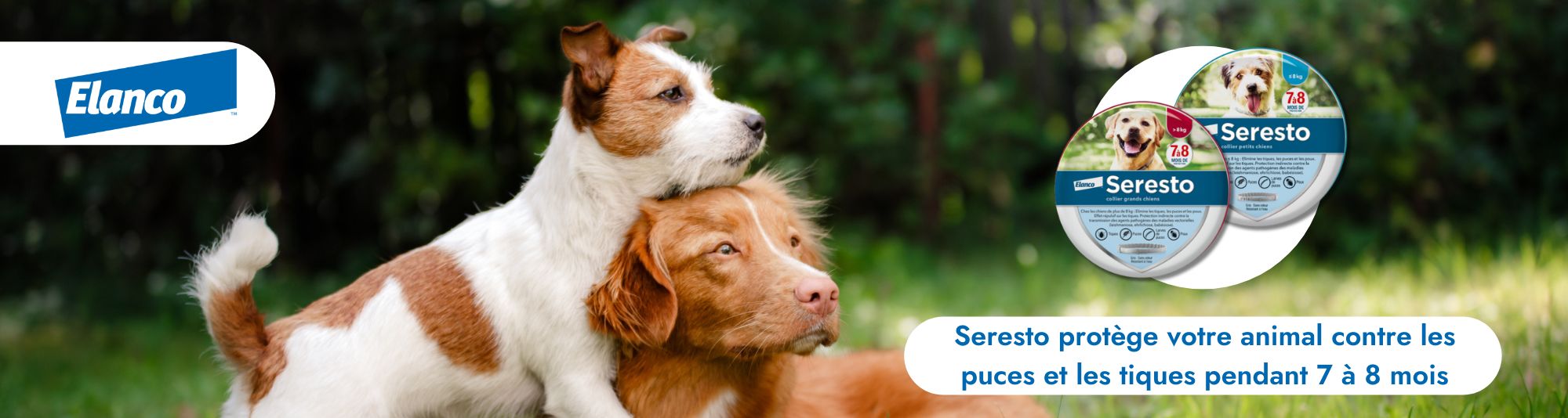 Antiparasitaire pour chien : Traitements pour tous types de chiens