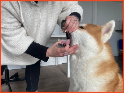 chien de profil à qui on ouvre la gueule