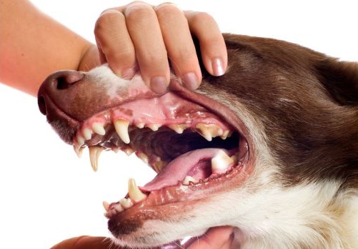 humain en train d'ouvrir la gueule d'un chien