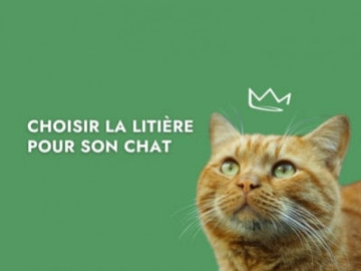 Accessoire chat convalescence - Boutique pour animaux Wanimo