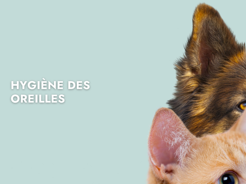 La santé chez le chien : les oreilles sales - Sonotix