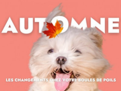 les changements de l'automne chez les animaux