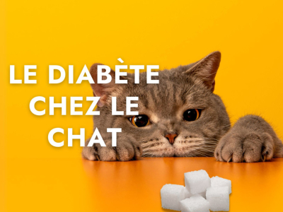 Le diabète chez le chat